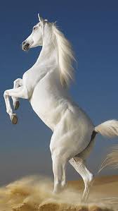 7 white horse faster horse faster