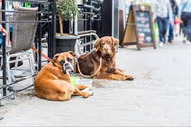 6 dog friendly restaurants austin to