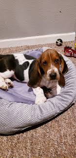 What's the story behind mike's basset hound puppies and what's the secret of their success? Basset Hound Puppies For Sale Tampa Fl 316121