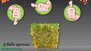 don t eat raw alfalfa sprouts