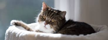 Chart of cat diseases, symptoms, treatment and prognosis. Cat Dementia Signs And Treatment Purina