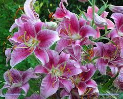 Image result for stargazer lilies images