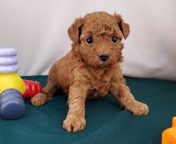 toy poodle puppies midnight