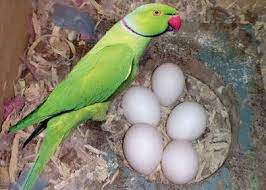 parrot eggs at rs 290 piece in