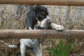 The bluetick is not recommended for apartment life. Blue Tick Hounds A Complete Guide To This Breed