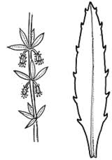 FloraOnline - PlantNET
