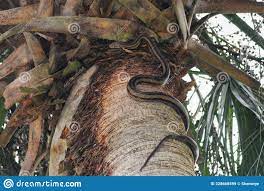 Vida Silvestre Florida Cerca De Una Serpiente Gorda Trepando a La Cima De  Una Palmera Alta Imagen de archivo 