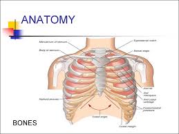 The chest anatomy includes the pectoralis major, pectoralis minor and the serratus anterior. Chest Pain Online Presentation