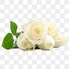 white rose png transpa images free