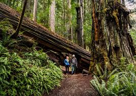 10 best hikes in the redwoods the