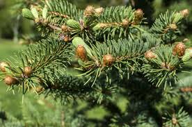 An fir filter is a filter with no feedback in its equation. Concolor Fir Tree Information Learn About Concolor White Fir Trees