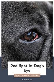 red spot in dog s eye signs causes