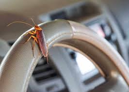 roaches in your car 7 ways to get rid
