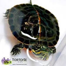 The midland painted turtles occupy the regions around the great lakes area in illinois, michigan, and ohio. Painted Turtles For Sale Tortoise For Sale Baby Turtles For Sale Online Tortoise Breeders Near Me