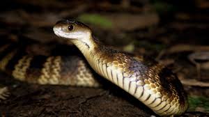 Snake Sightings Increase In Australian Cities The New Daily