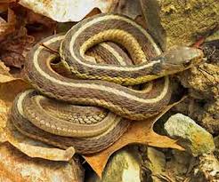 common garter snake the gardener s friend