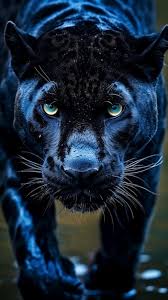 premium ai image a black jaguar is