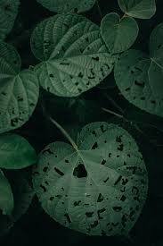 moody leaf green leaves moodygram