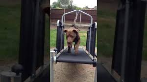 fitdog carpetmill dog training