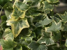Growing English Ivy Indoors Home Garden Information Center