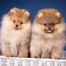 information on pomeranian puppies for