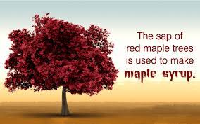 red maple tree facts gardenerdy