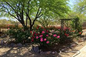 Desert Rose Garden Landscape