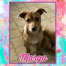 Pictured are pups from a previous litter. Margo Vizsla Baby Adoption Rescue For Sale In Houston Texas Classified Americanlisted Com