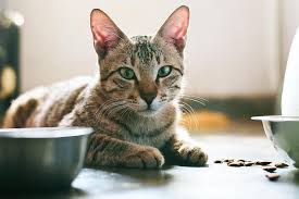 7 common causes for your cat not eating