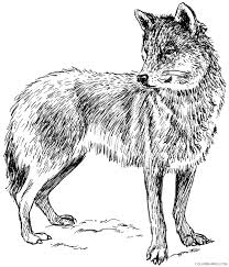 Find a wolf coloring page your child will be sure to love. Realistic Wolf Coloring Pages To Print Coloring4free Coloring4free Com