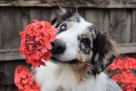 Plants And Flowers Toxic To Pets And