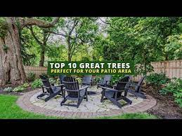 Patio Trees Top 10 Best Trees For Your
