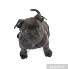 Staffordshire bull terriers still resemble the pugnacious brawlers who once ruled england's fighting pits. Blue Staffordshire Bull Terrier Kennels Breeders In South Africa Blue Staffies Puppies For Sale Blue Black Staffies Puppy For Sale Stafford Breeders Kennels In South Africa