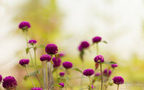 purple garden flowers wallpapers