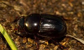 african black beetle cesar australia