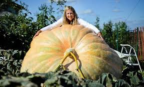 Giant Pumpkins Worth The Weight At Stillwater Fest Twin Cities
