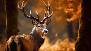 deer hd wallpaper autumn forest s
