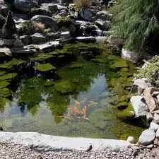 string algae pond water treatment