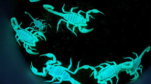 Why Scorpions Glow Under Black Light Howstuffworks