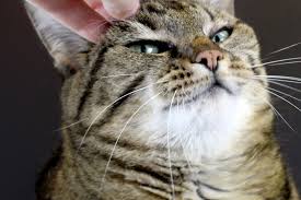 Download free photo of Cat,scratch,head scratch,purr,contented - from  needpix.com