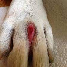 is your dog biting their nails