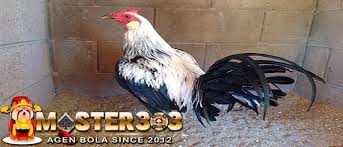 Ayam aduan yang satu ini diketahui memiliki stamina dan pernafasan yang baik. Ciri Ayam Peruvian Yang Asli Negara Peru Keunggulanya