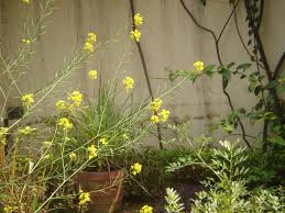 Wildbytes From India Tale Of A Mustard Plant