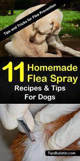 homemade flea spray recipes for dogs