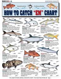 Grouperfishing Fish Marlin Fishing Fish Chart
