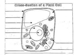 Examining a diagram of the plant cell will help make the differences clearer. Cat200lajones3 Home Plant Cells Worksheet Cells Worksheet Cell Diagram