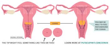 mere your cervix for a menstrual cup