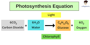 Photosynthesis Formula Chemical