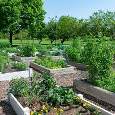 Veggie Garden Layout