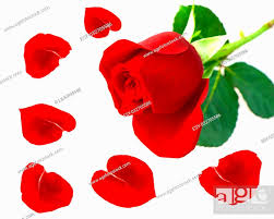 single red rose flower with petals over
